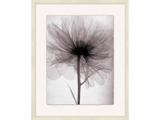 X-Ray Floral 2  25.75W X 31.75H