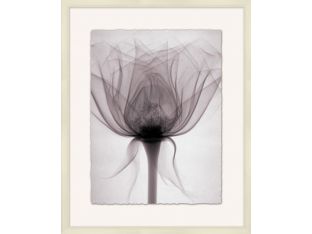 X-Ray Floral 4  25.75W X 31.75H