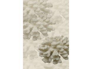 Coral II 30W x 45H
