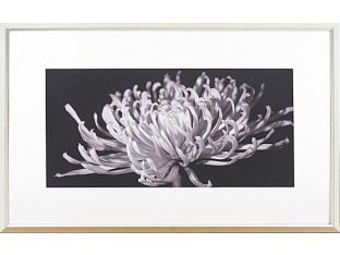B&W Mammoth Mums II 40W x 25H
