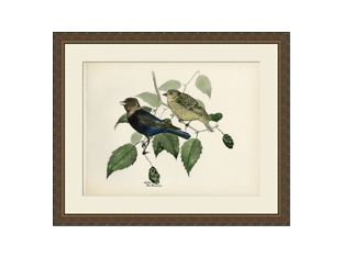 Large Brasher Bird IV 41.5W x 34.5H